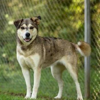 Jezzy Belle -  Mixed Breed Dog for Adoption in Erie, Pennsylvania - Jezzy Belle | PetCurious