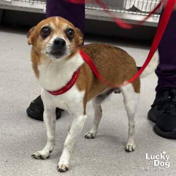 Turtle -  Chihuahua Dog for Adoption in Washington, District Of Columbia - Turtle | PetCurious