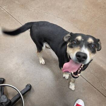Thunder -  Mixed Breed Dog for Adoption in Chattanooga, Tennessee - Thunder | PetCurious