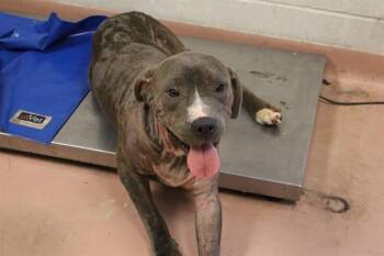 Rescue Mixed Breed Dogs for Adoption in Columbia, South Carolina - MR. WRINKLY | PetCurious