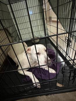 Paloma -  Pit Bull Terrier Dog for Adoption in Austin, Texas - Paloma | PetCurious