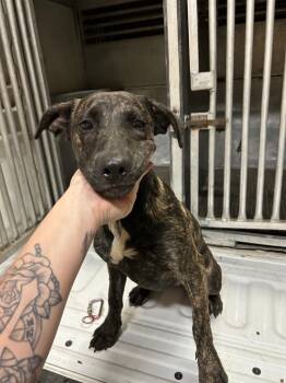 Rescue Mountain Cur Dogs for Adoption in Hot Springs, Arkansas - Stella | PetCurious