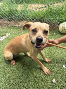 LILY -  Chihuahua Dog for Adoption in Pasadena, Texas - LILY | PetCurious