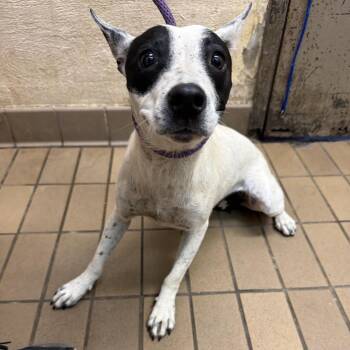 Alice -  Terrier Dog for Adoption in Birmingham, Alabama - Alice | PetCurious