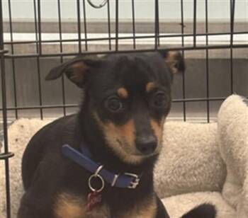 King A217657 -  Miniature Pinscher and Chihuahua Dog for Adoption in Plano, Texas - King A217657 | PetCurious