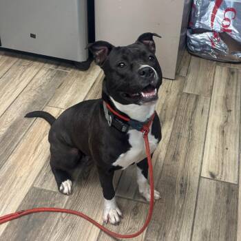 Holly -  Mixed Breed Dog for Adoption in Henderson, Kentucky - Holly | PetCurious