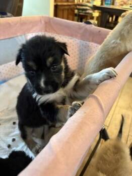Shepherd and Mixed Breed Dogs Available for Adoption in San Antonio, Texas - Akasha | PetCurious
