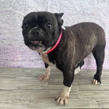 French Bulldog Dogs Available for Adoption in Normal, Illinois - Louvre | PetCurious