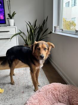 Rescue Australian Shepherd and Border Collie Dogs for Adoption in New York, New York - Odie | PetCurious