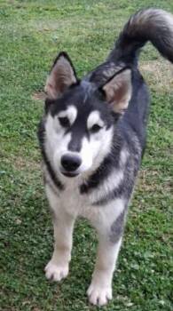 Finnigan -  Husky Dog for Adoption in Kalamazoo, Michigan - Finnigan | PetCurious