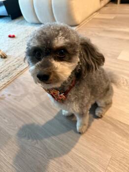 Miniature Poodle Dogs Available for Adoption in Partlow, Virginia - Dash - Toy | PetCurious