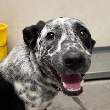 Lollipop -  Mixed Breed Dog Available for Adoption in Yuma, Arizona - Lollipop | PetCurious