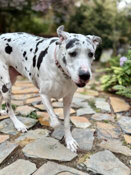 Athena -  Great Dane Dog for Adoption in Seattle, Washington - Athena | PetCurious