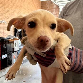 Anya -  Terrier Dog for Adoption in Birmingham, Alabama - Anya | PetCurious