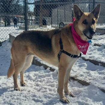 German Shepherd Dog Dogs Available for Adoption in Chicago, Illinois - Freya | PetCurious
