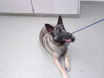 German Shepherd Dog and Mixed Breed Dogs Available for Adoption - GIGI | PetCurious