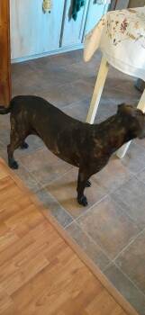 Rescue Mixed Breed Dogs for Adoption in Sequatchie, Tennessee - Strypers | PetCurious