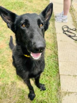 Shepherd Dogs Available for Adoption in Houston, Texas - Maverick | PetCurious
