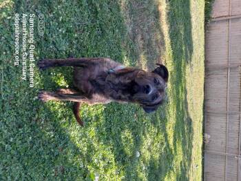 Rescue Shepherd and Mastiff Dogs for Adoption in Fort Wayne, Indiana - Zeus | PetCurious