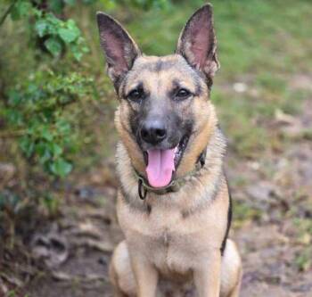 Rescue German Shepherd Dog Dogs for Adoption in Brookshire, Texas - Lunetta | PetCurious