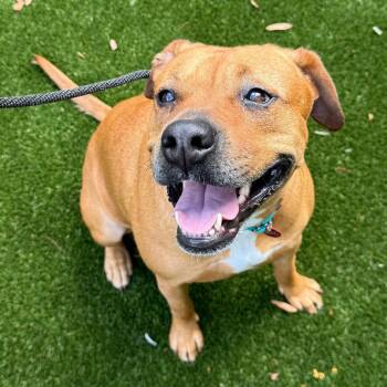 Miami 5875 -  Labrador Retriever and Mixed Breed Dog for Adoption in Loxahatchee Groves, Florida - Miami 5875 | PetCurious