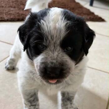 Bluey -  Cattle Dog and Mixed Breed Dog for Adoption in Olathe, Kansas - Bluey | PetCurious