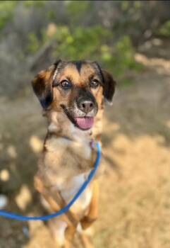 Bangwool -  Mixed Breed Dog for Adoption in San Jose, California - Bangwool | PetCurious