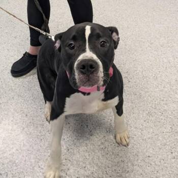 Terrier Dogs Available for Adoption in Des Moines, Iowa - Cupid | PetCurious