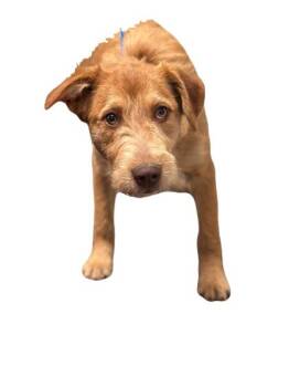 Irish Terrier Dogs Available for Adoption in Red Bluff, California - Laila | PetCurious