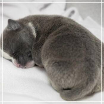 American Staffordshire Terrier Dogs Available for Adoption in Chandler, Arizona - Marco | PetCurious