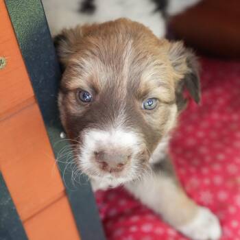 Australian Shepherd and Mixed Breed Dogs Available for Adoption in Phoenix, Arizona - Cute Puppy 4 | PetCurious