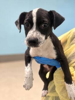 Ivory -  Terrier Dog for Adoption in Gulfport, Mississippi - Ivory | PetCurious