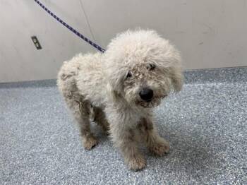 Bichon Frise and Poodle Dogs Available for Adoption in Rowlett, Texas - SUPERMAN | PetCurious