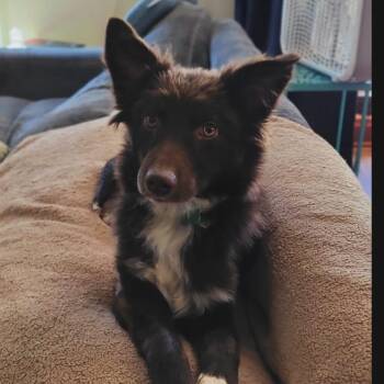 Nani -  Australian Shepherd Dog for Adoption in West Falls, New York - Nani | PetCurious