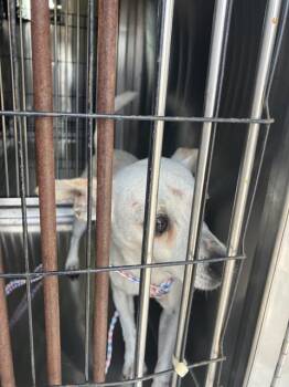 LOVEPUP -  Mixed Breed Dog for Adoption in Dallas, Texas - LOVEPUP | PetCurious