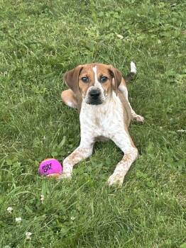 Rhapsody -  Beagle Dog for Adoption in Churchville, New York - Rhapsody | PetCurious