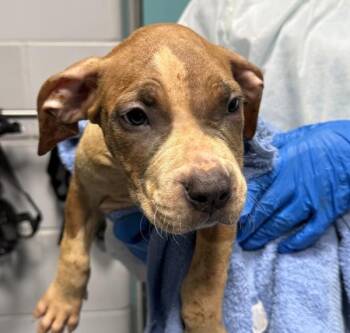 Anchor -  Mixed Breed Dog for Adoption - Anchor | PetCurious