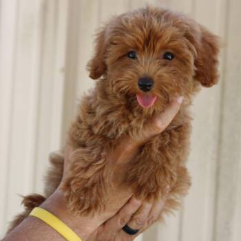 Jelly Bean -  Maltipoo Dog for Adoption in Bandera, Texas - Jelly Bean | PetCurious