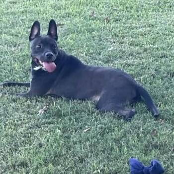 Rescue Patterdale Terrier Fell Terrier Dogs for Adoption in Goliad, Texas - Tillie PC | PetCurious