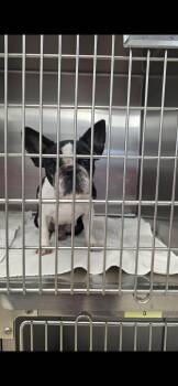 French Bulldog Dogs Available for Adoption in Mary Esther, Florida - Molly Bean | PetCurious