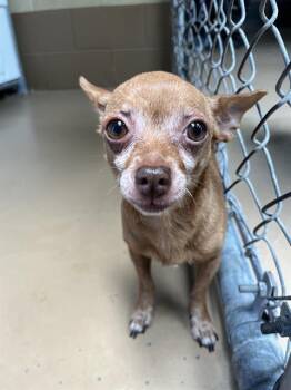 BONITA -  Chihuahua Dog for Adoption in Chula Vista, California - BONITA | PetCurious