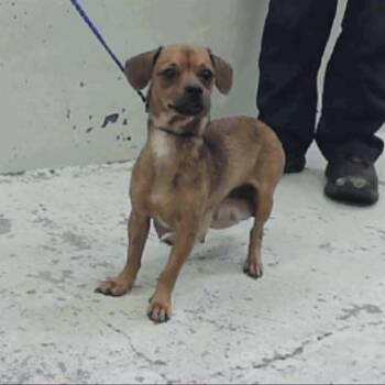 Hokkaido -  Miniature Dachshund and Chihuahua Dog for Adoption in Park Row, Texas - Hokkaido | PetCurious