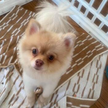 Poptart -  Pomeranian Dog for Adoption in San Francisco, California - Poptart | PetCurious