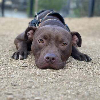 Beine -  Chocolate Labrador Retriever and Mixed Breed Dog for Adoption in Austin, Texas - Beine | PetCurious