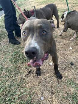 A479966 -  American Staffordshire Terrier and Mixed Breed Dog for Adoption in Oklahoma City, Oklahoma - A479966 | PetCurious