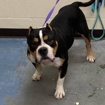 Mixed Breed Dogs Available for Adoption - Titus | PetCurious