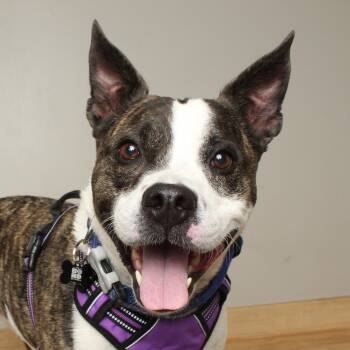 Rescue Boston Terrier Dogs for Adoption in Minnetonka, Minnesota - Pickles D66941 | PetCurious