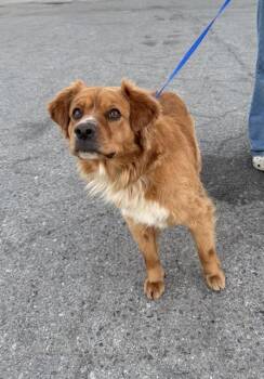 Huey - URGENT - LONGTIME RESIDENT -  Golden Retriever Dog for Adoption in Thousand Oaks, California - Huey - URGENT - LONGTIME RESIDENT | PetCurious