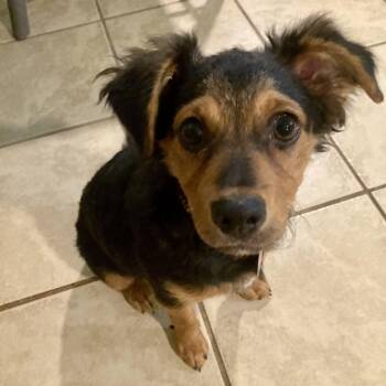 Venus -  Dachshund and Beagle Dog for Adoption in Greensboro, North Carolina - Venus | PetCurious