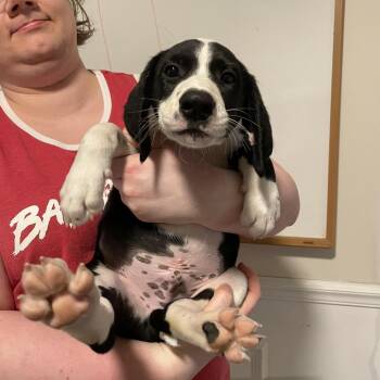 CT Rudy -  Treeing Walker Coonhound and Mixed Breed Dog for Adoption in Stormville, New York - CT Rudy | PetCurious